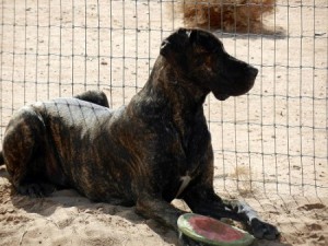 Great Dane with frisbee watching through a fence