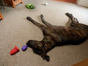 Great Dane with toys all around him