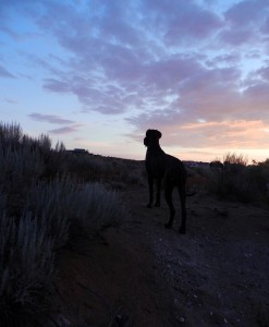 Great Dane in silhouette