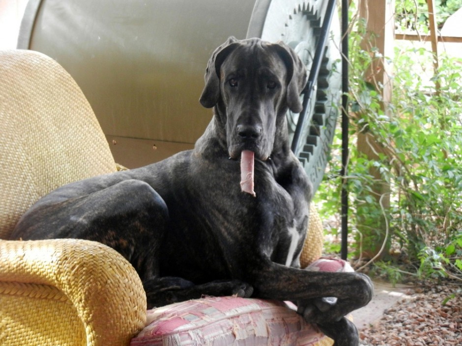 Great Dane with bone hanging out of his mouth while on a chair