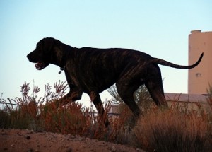 Great Dane on the move