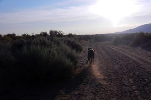 Great Dane running a zoomie
