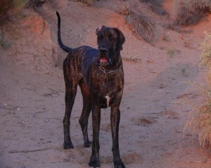 Great Dane posing in an after zoomie
