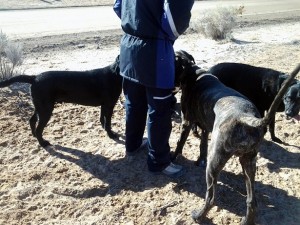 Woman with two Labs and a Dane pup