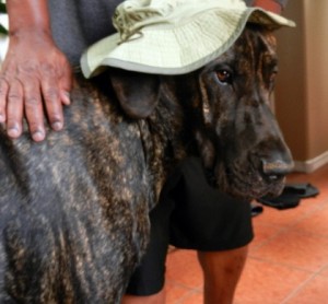 Great Dane wearing a hat
