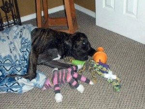 Dane puppy with blanket and toys