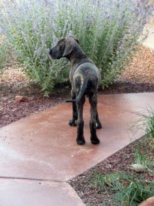 Great Dane puppy looking for his human