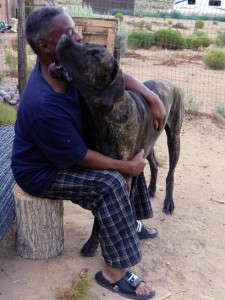 Man and Great Dane puppy hugging