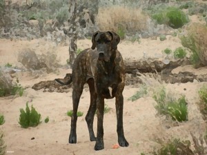 Digitalized painting of Great Dane from photo