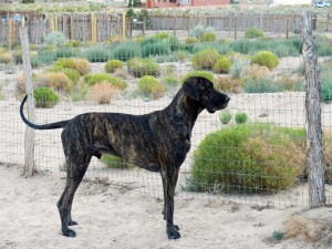 Great Dane in perfect pose