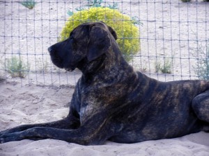 Great Dane chilling out in the evening