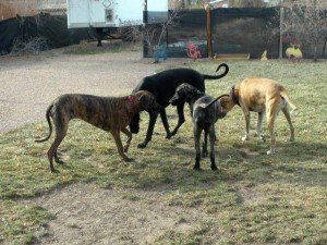 Great Danes at Great Dane Meetup