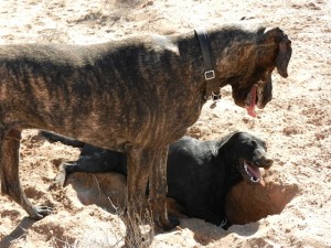 Great Dane and Labrador debating a hole that was dug