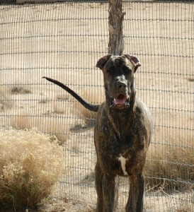 Great Dane posing