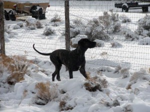 Great Dane running in the snow
