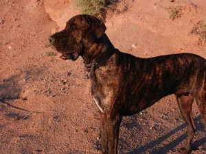 Great Dane in sunrise pose