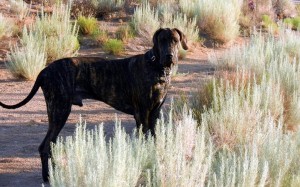 Great Dane in desert field