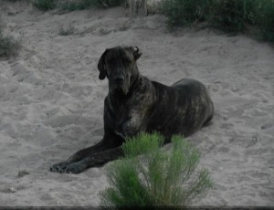 Dane pup laying in the desert in the late evening