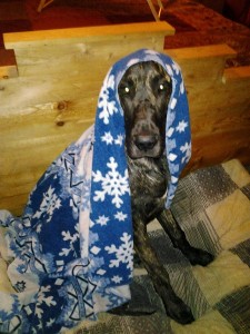 Dane puppy appearing to be a Magi
