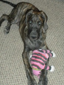 Great Dane puppy with his Big Mean Kitty toy