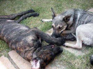 Dane pup and Elkhound mix