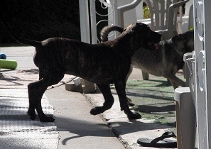 Great Dane puppy and Elkhound mix dog