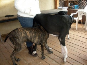 Mantle Dane and Brindle Great Dane pup