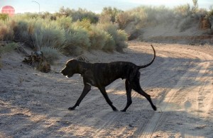 Great Dane on the move
