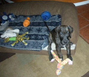 Great Dane puppy with lots of toys