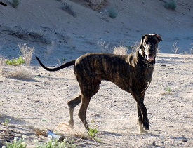Great Dane on arroyo walk