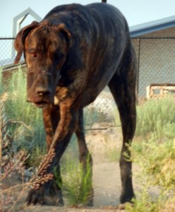 Great Dane on the move