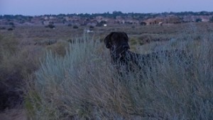 Dane in the early morning behind bushes