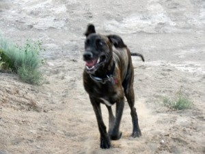 Great Dane in a zoomie