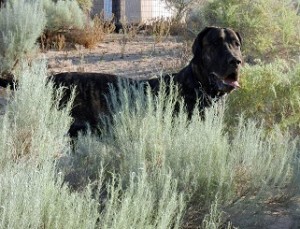 Dane puppy in the bushes