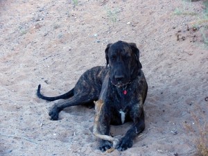 Dane pup in desert sand with a big stick