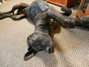 Great Dane puppy napping on his back