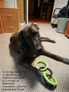 Farewell to Great Dane