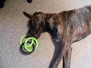 Dane puppy with ring toy