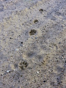 Dane pup's pawprints in the sand