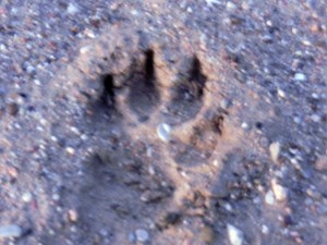 Pawprints in the sand
