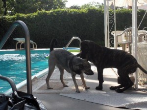 Elkhound mix and Great Dane Pup poolside