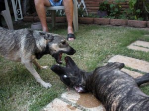Great Dane pup and Elkhound Mix pup playing