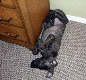 Puppy contortionist