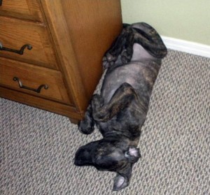 Puppy contortionist