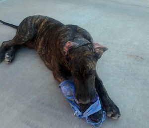 Great Dane puppy playing with a purple bra