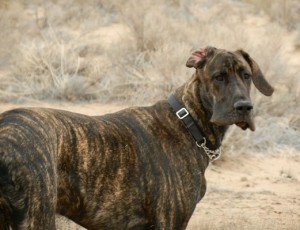 Great Dane in a field