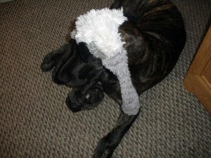 Great Dane puppy with a toy on his head