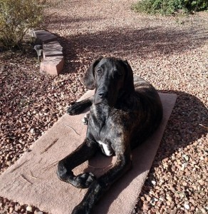 Sunbathing_11-19-2011_1