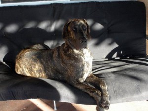 Great Dane sunning on his futon
