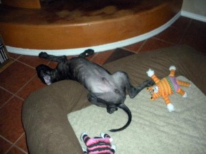 Great Dane puppy asleep on back